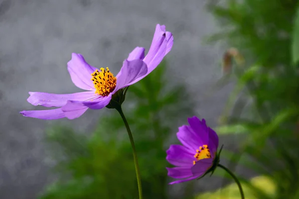 Θερινό Φόντο Λουλούδια Λουλούδια Κήπου Φόντο Πράσινου Φυλλώματος — Φωτογραφία Αρχείου