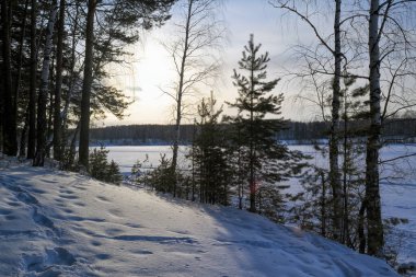 Kış manzarası, karlı ağaçlar, güzel donmuş göl ve gün batımında sarı sazlıklar..