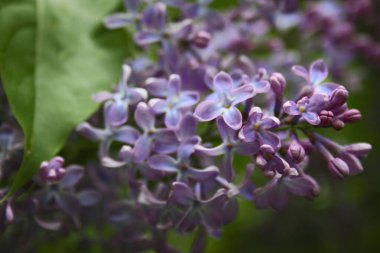 Çiçek açan leylağın bahar dalı. İlkbaharda açan mor leylaklar.