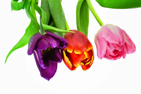 Три Тюльпана Фиолетовых Красных Розовых Цветов Изолировать Белом Фоне — стоковое фото