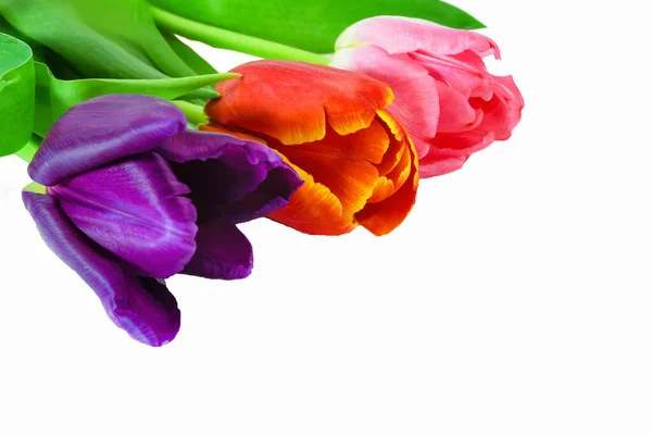 Trois Tulipes Fleurs Violettes Rouges Roses Isolent Sur Fond Blanc — Photo
