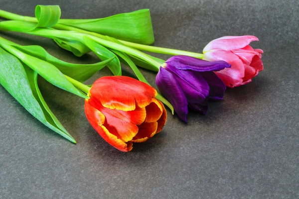 Tre Tulpaner Violetta Röda Och Rosa Blommor Grå Bakgrund — Stockfoto