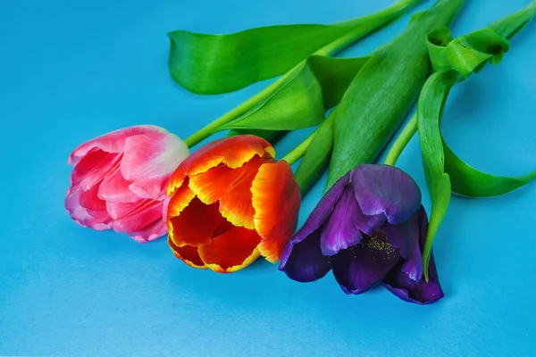 Tres Tulipanes Flores Violetas Rojas Rosadas Sobre Fondo Azul — Foto de Stock
