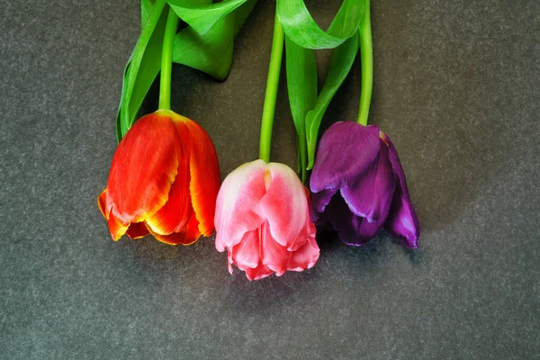 Tres Tulipanes Flores Violetas Rojas Rosadas Sobre Fondo Gris — Foto de Stock