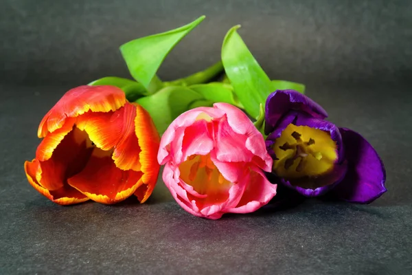 Tři Tulipány Fialové Červené Růžové Květy Šedém Pozadí — Stock fotografie