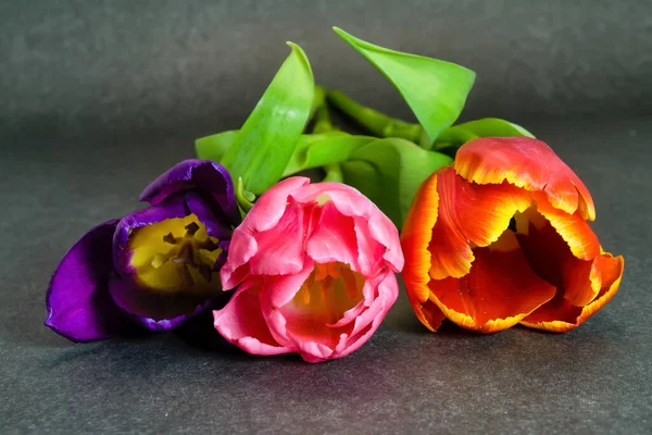 Три Тюльпана Фиолетовых Красных Розовых Цветов Сером Фоне — стоковое фото