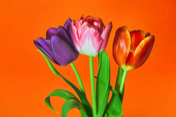 Trois Tulipes Fleurs Violettes Rouges Roses Sur Fond Orange — Photo