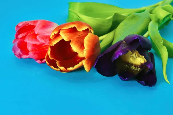 Trois Tulipes Fleurs Violettes Rouges Roses Sur Fond Bleu — Photo