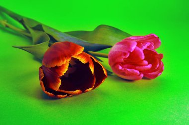 Açık yeşil arka planda iki pembe ve kırmızı lale. Yakın plan..