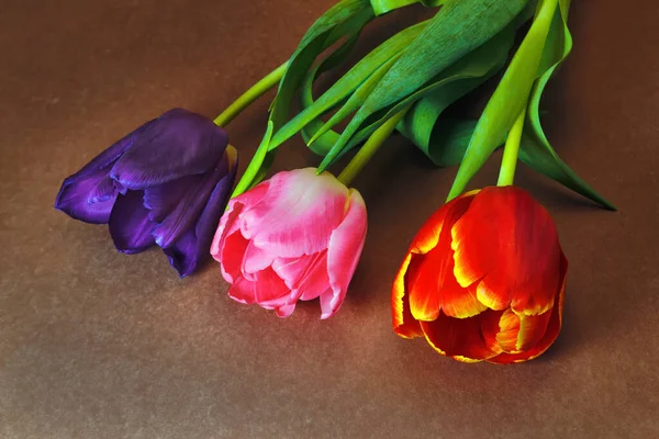 Tres Tulipanes Flores Violetas Rojas Rosadas Sobre Fondo Marrón — Foto de Stock