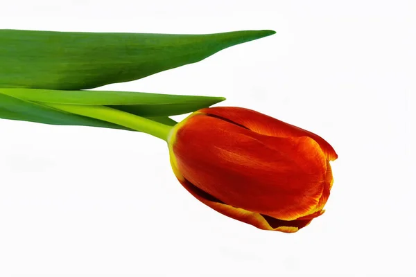 Tulipa Vermelha Isolada Fundo Branco Close — Fotografia de Stock