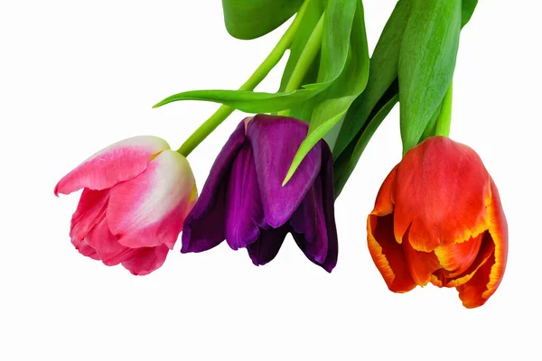 Tres Tulipanes Flores Violetas Rojas Rosas Aíslan Sobre Fondo Blanco — Foto de Stock