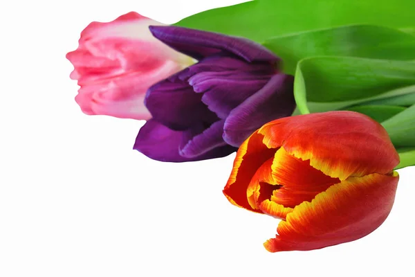 Drie Tulpen Van Paarse Rode Roze Bloemen Isoleren Een Witte — Stockfoto