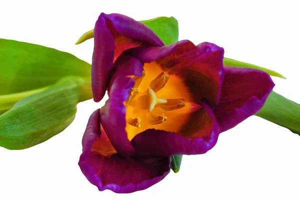 Aislar Tulipán Violeta Sobre Fondo Blanco Cerca — Foto de Stock