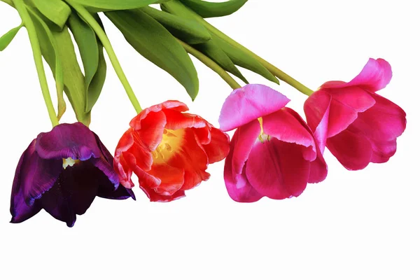 Четыре Тюльпана Фиолетовых Красных Розовых Цветов Изолировать Белом Фоне — стоковое фото