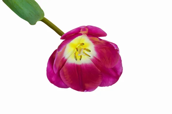 Isoler Tulipe Rose Sur Fond Blanc Gros Plan — Photo