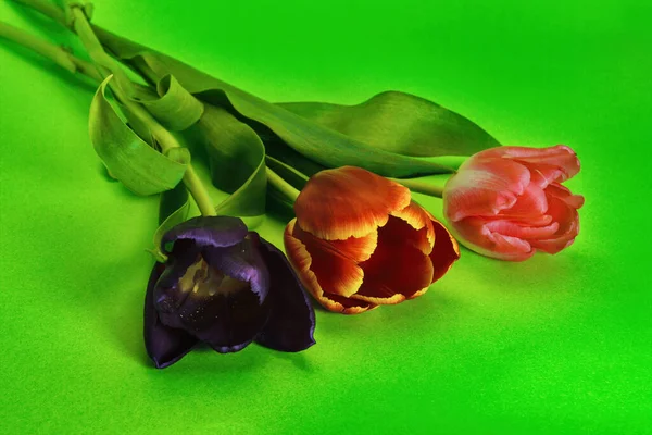Trois Tulipes Fleurs Violettes Rouges Roses Sur Fond Vert — Photo