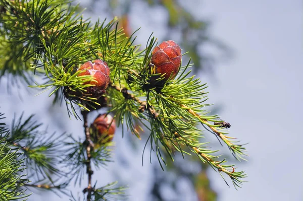 유럽의 라흐라 이두아 Larch Larix Decidua 색깔좋네 — 스톡 사진