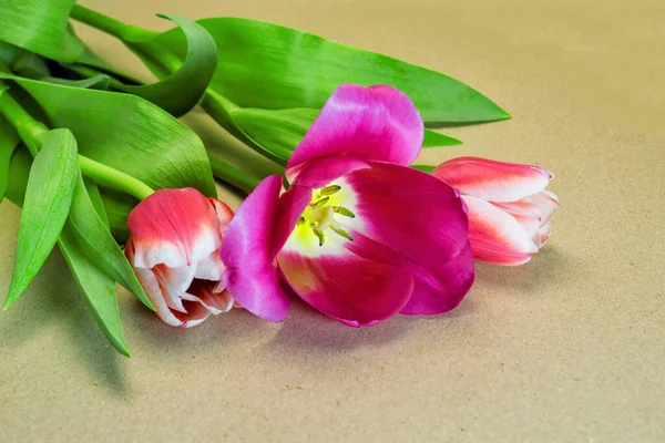 Tre Tulpaner Röda Och Rosa Blommor Grå Bakgrund — Stockfoto