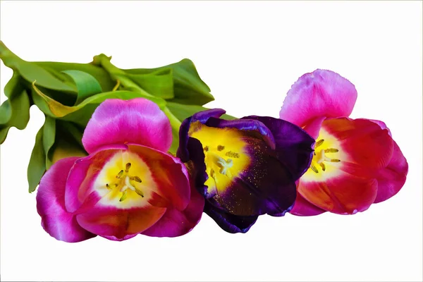 Tres Tulipanes Flores Violetas Rosas Aíslan Sobre Fondo Blanco — Foto de Stock