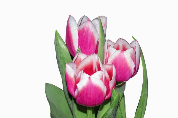 Três Tulipas Rosa Isoladas Fundo Branco — Fotografia de Stock