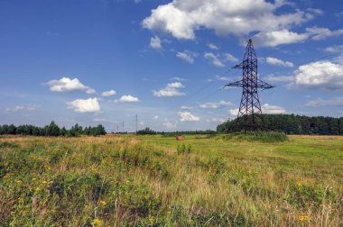 Orman çayır arazisi. Yaz ormanı çayır manzarası. Orman çayırı sahnesi.