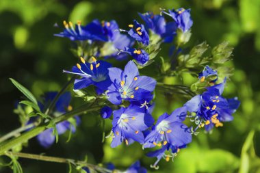 Jacob 'ın Merdiveni ya da Yunan kedisi. Polemonyum caeruleum.
