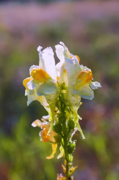 Linaria Vulgaris Los Nombres Son Comunes Toadflax Toadflax Amarillo Mantequilla —  Fotos de Stock