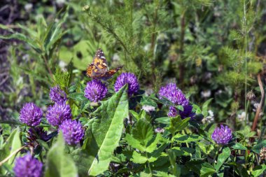 Yonca çiçeğinin üzerinde oturan Macro fotoğraf doğa kelebeği. Arkaplanda kırmızı yonca ve kelebek çiçek açıyor.