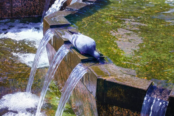 Een Stadsduif Drinkt Water Uit Een Kom Van Een Fontein — Stockfoto