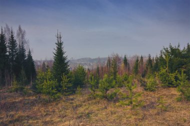 Ormanda ilkbaharın başlarında. Orman çayır arazisi. Erken bahar ormanı çayır manzarası. Orman çayırı sahnesi.