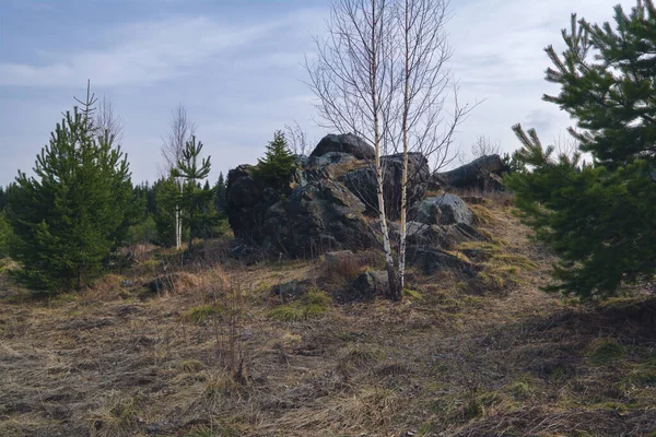 Début Printemps Dans Forêt Paysage Des Prairies Forestières Vue Sur — Photo