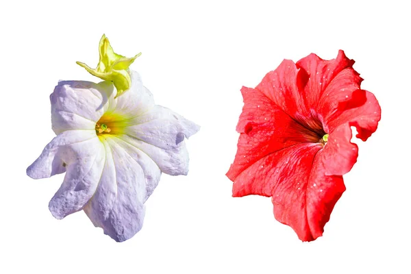 Deux Fleurs Pétunia Couleur Rouge Blanche Isolent Sur Fond Blanc — Photo