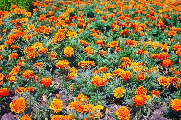 Tagetes Jardín Tagetes Flores Jardín Tagetes Flores Mágicas — Foto de Stock