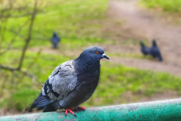 Gray Pigeon Sitting Metal Fence Park — Stock Photo, Image