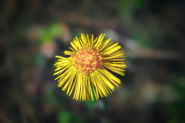 Цветущие Ранней Весной Кустах Coltsfoot Красивый Жёлтый Цветок Туссилаго Фарфара — стоковое фото