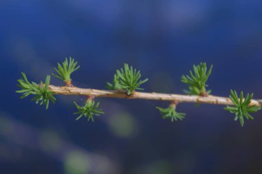 Orman bitkisinin bulanık arka planında genç filizlenen karaçam dalı. Yatay bileşim.