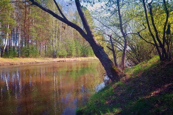Wiosenny Krajobraz Nad Brzegiem Małej Leśnej Rzeki Leśne Drzewa Kwitnącymi — Zdjęcie stockowe