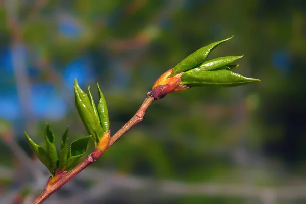 Una Rama Una Planta Con Hojas Jóvenes Flor Sobre Fondo — Foto de Stock