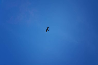 Yırtıcı kuş süzülür güzel mavi bahar gökyüzünde.