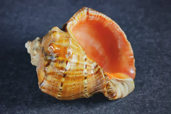 Seashell Ciemnym Tle Zbliżenie Obrazu Szczegółami — Zdjęcie stockowe