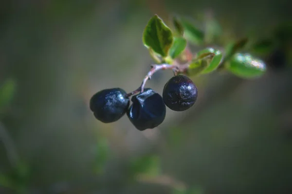 Tre Små Svarta Bär Gren Suddig Naturlig Bakgrund Närbild — Stockfoto