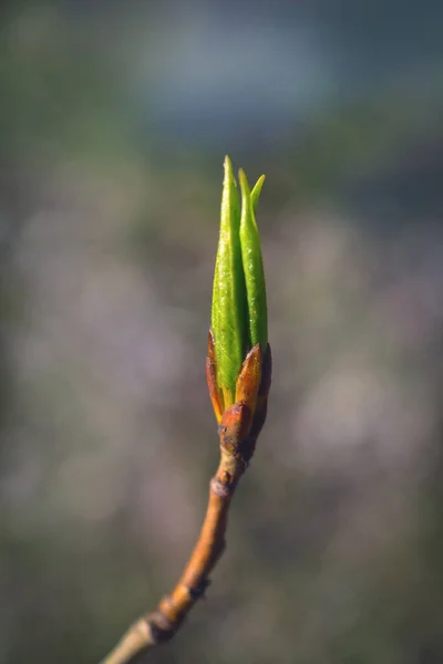 Una Rama Una Planta Con Hojas Jóvenes Flor Sobre Fondo — Foto de Stock