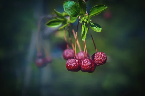 Förra Årets Vissna Frukter Ett Vilt Sibiriskt Äppelträd Suddig Bakgrund — Stockfoto