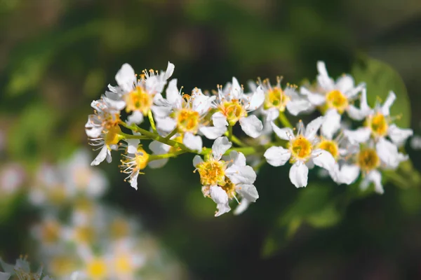 Blooming Bird Cherry Branch White Flowers Blurred Natural Background — Stock Photo, Image