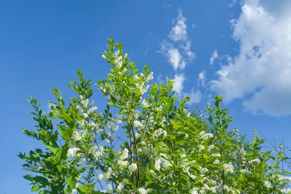 Branches Bird Cherry Flowers Blue Sky Close Blurred Back — Stock Photo, Image