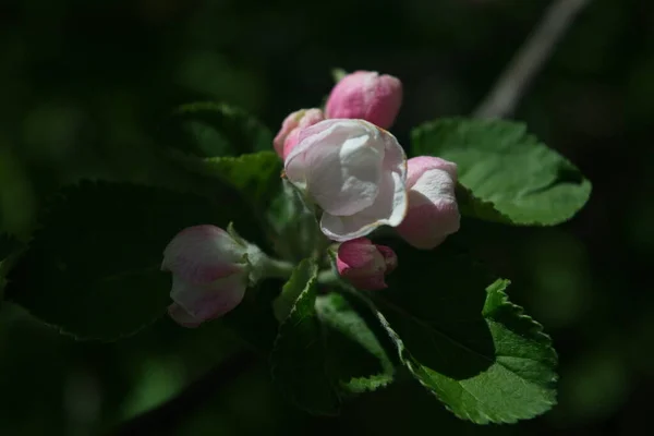 Zblízka Růžové Divoké Květy Jabloně Kvetoucí Stromy Probouzení Přírody — Stock fotografie