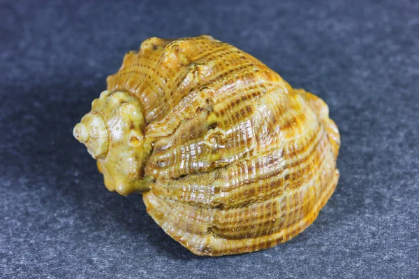 Seashell Fondo Oscuro Imagen Cerca Con Detalles — Foto de Stock