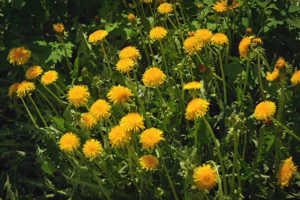 Amarelo Dente Leão Fundo Grama Verde Primavera Fundo Close — Fotografia de Stock