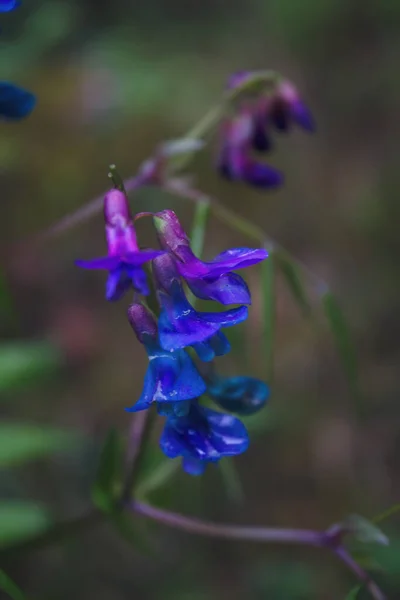 Małe Fioletowe Kwiaty Dziurawca Płucnego Pulmonaria Officinalis Roślina Lecznicza — Zdjęcie stockowe